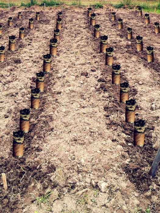 cigar-crops Growing cigars for spring