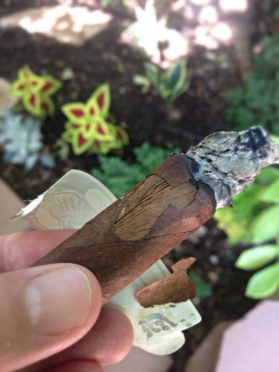 viaje-late-harvest-hang-time-2013-cigar Viaje Late Harvest cigar review 2013