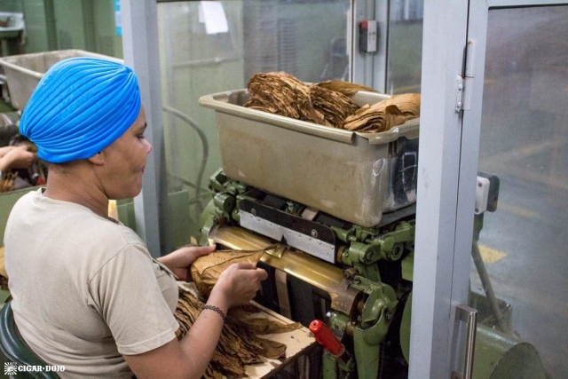 Stripping tobacco stems General Cigar Dominicana