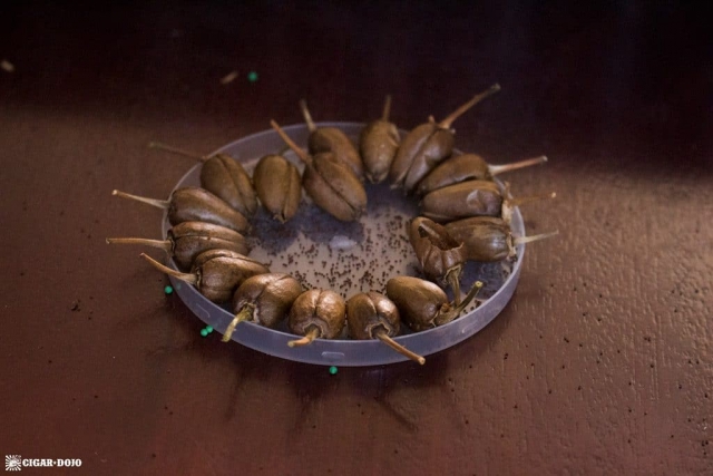 tobacco seed pods