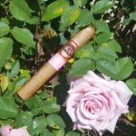 Southern Draw Rose of Sharon cigar