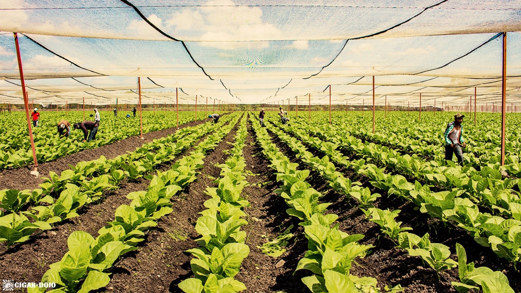 EstelÃ, Nicaraguan tobacco field