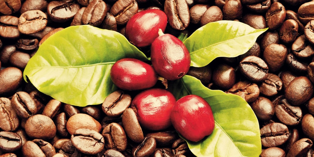 Coffee fruit and coffee beans