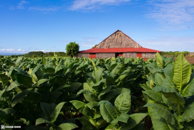 Davidoff tobacco field
