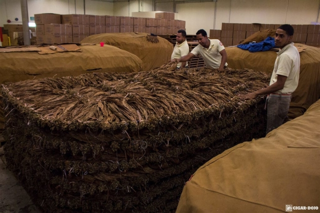 Davidoff tobacco pilon