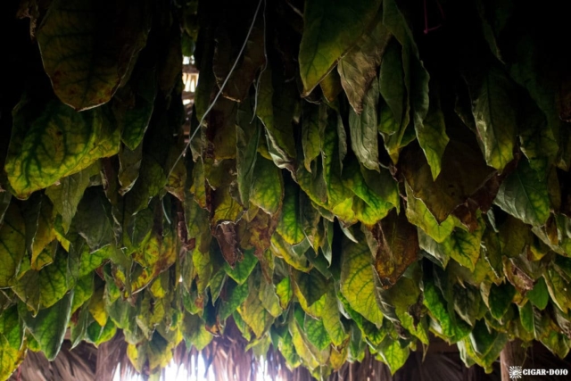 Davidoff tobacco curing