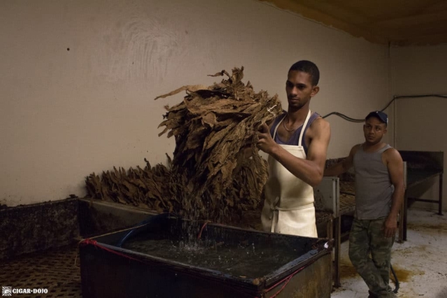 Cigars Davidoff tobacco rehydration