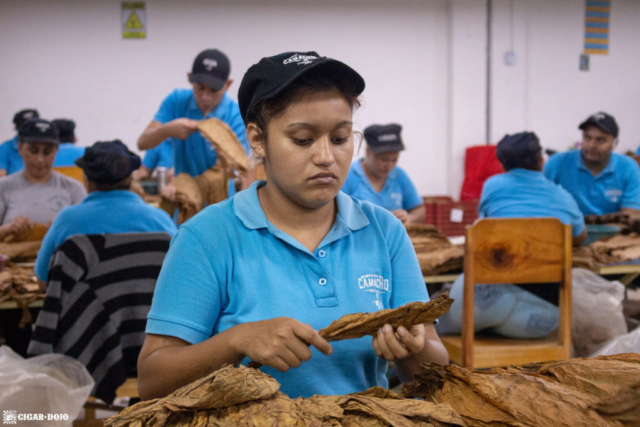Camacho tobacco sorting