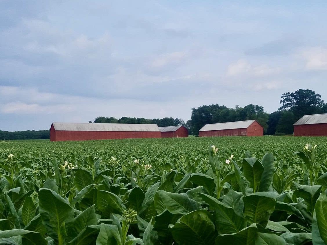 Foundation Cigar Co. Connecticut River Valley tobacco fields curing barns