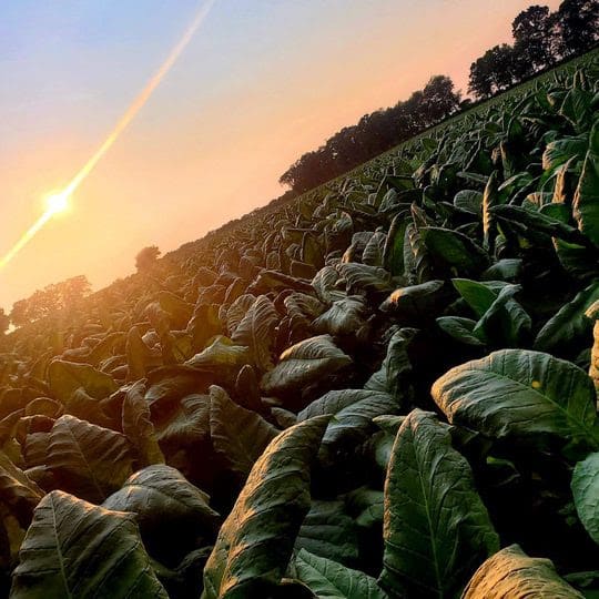 Foundation Cigar Co. Connecticut River Valley tobacco fields